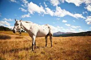 Tethering Horses – Why It’s Best Avoided
