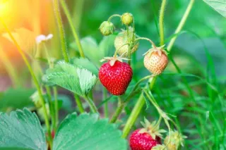 Save the Strawberries