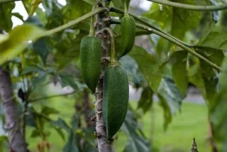 Your Backyard Fruit Bowl – Mountain pawpaw and babaco