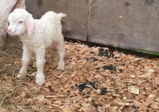 What Your Animal's Poo Is Telling You