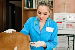 How to take your animals temperature