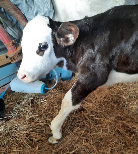 What to Look For When Buying Cattle