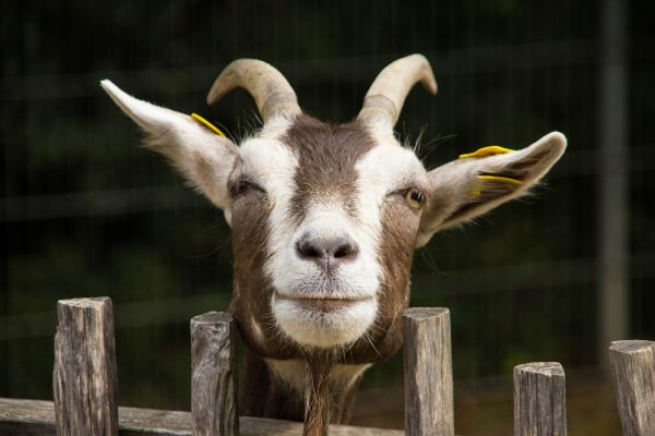 What to Look For When Buying Goats