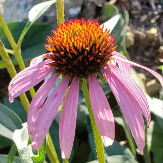 Guided Practices with Echinacea