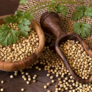 Guided Practices with Coriander