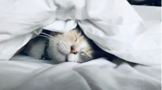 Wake Up Call: The Crucial Connection Between Sleep, Heart Health, and Overall Well-being