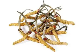 Truyền thuyết về Đông trùng hạ thảo (Sưu tầm)