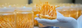 Cách phân biệt đông trùng hạ thảo thật và giả