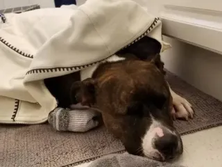 Anxiety in Dogs