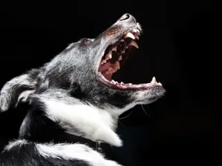 How to address aggression without punishment
