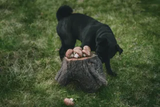 Can Dogs Eat Mushrooms and are they Good for Dogs?