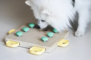 15+ Ways to Mentally Stimulate Your Senior Dog