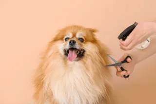 Best Dog Groomers in Bristol, TN