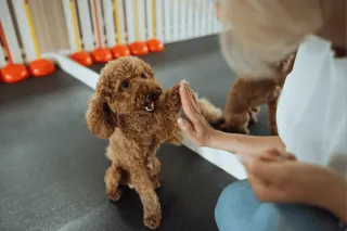 Best Dog Trainers in the Tri-Cities
