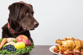 Why Rotating Your Dog’s Protein Source Is Good for Their Health