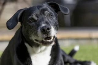 Should You Walk a Dog with Arthritis? Arthritic Dog Exercise Tips