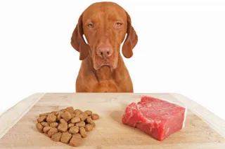 Choosing the Best Dog Food: Pros and Cons of Different Types
