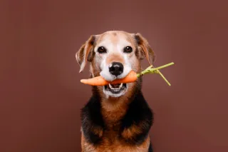 Vegetables Dogs Can Eat: Fruits and Vegetables for Your Dog