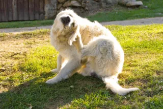 What Causes Yeast Infections in Dogs?