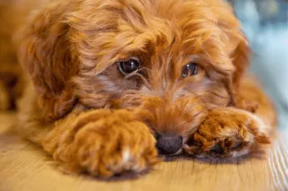 Preventing Yeast Infections in Dogs (with Dietary and Lifestyle Changes)