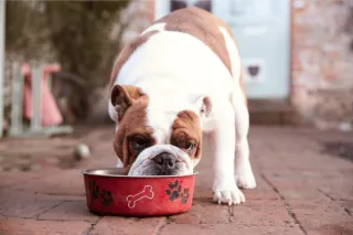 Is Your Dog Eating Too Fast? How to Slow Gulping