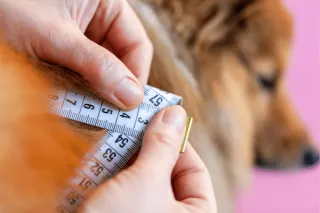 Help Your Dog Lose Weight: Overcoming Obesity in Dogs