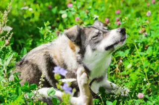 Best Food for Dogs with Allergies (Available in Bristol, TN)