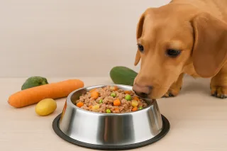 Best Farmer's Dog Alternatives in Bristol, TN