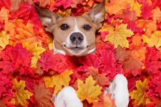 Dog-Friendly Fall Events in the Tri-Cities (Bristol, Kingsport & Johnson City)