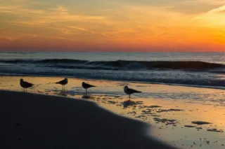 Beyond the Beach: Gulf Shores' Rich Natural Beauty