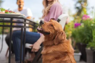 Pet-friendly Restaurants in the Smoky Mountains