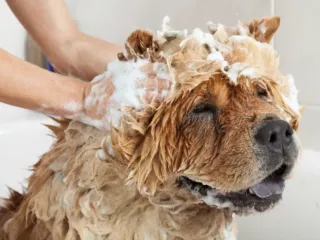 🛁 GOODBYE stinky! HELLO clean! 🧼 Leave the work to Pet Companions Bed & Biscuit!