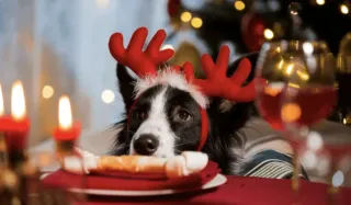 Keeping your dog safe during holidays