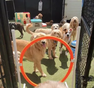 Discover how dog agility boosts fitness, confidence, mental focus, and happiness.