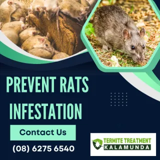 How to deter rats?