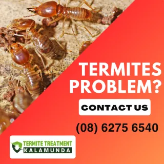 Signs You Have Termites & Tips For Effective Pest Control