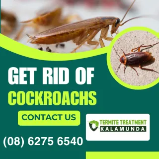 Getting Rid Of Common Types Of Cockroach