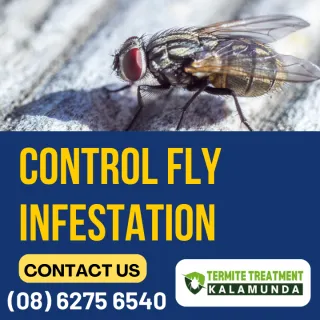 Fly Swarms: Summer Fly Infestation