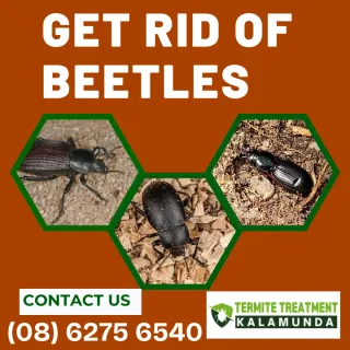 What is a Desjardins flat beetle