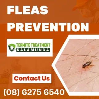 The Serious Threat Posed by Fleas