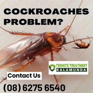 Cockroaches In the Car: Yes, They’re A Problem and Here’s Why