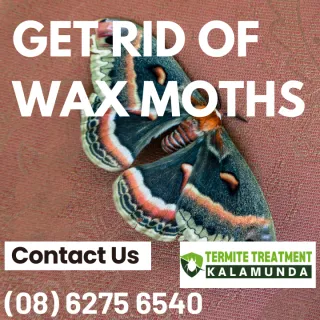Wax Moth Larvae