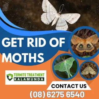 How can I protect my clothes from Clothes Moths?