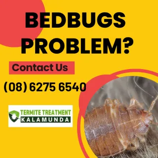 Where Did I Get The Bedbugs From?