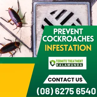 Cockroaches: What’s The Difference?