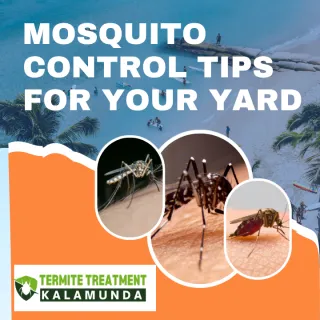 Mosquito Season is Coming: Mosquito Control Tips for Your Yard