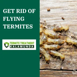 Why Flying Termites Are a Red Alert For Your Home