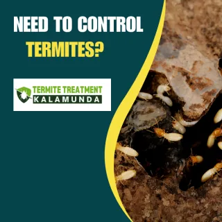 FIVE THINGS YOU ARE DOING TO ATTRACT TERMITES