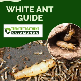 What Do White Ants Look Like? Easy Ways to Identify Termites Early