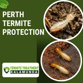 Effective White Ant (Termites) Treatment in Perth: A Complete Homeowner Guide